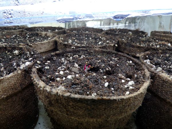 Seedlings - beets up crop April 2024.jpg