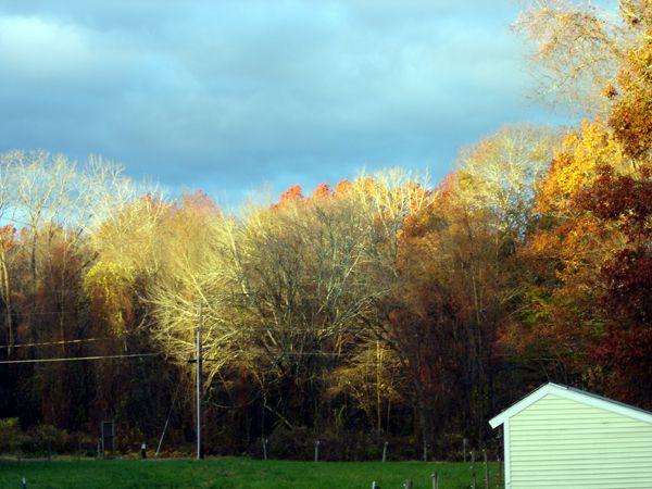 Sun on trees west crop Nov 2025.jpg