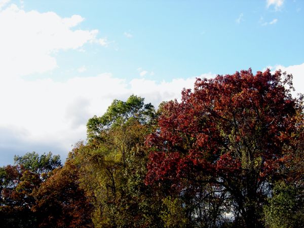 Tree color along swamp crop Oct 2025.jpg