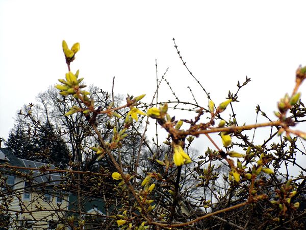 Forsythia, corner - first flowers crop March 2024.jpg