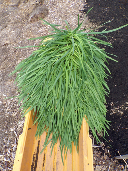 New Herb  transplanting garlic chives crop May 2020.jpg
