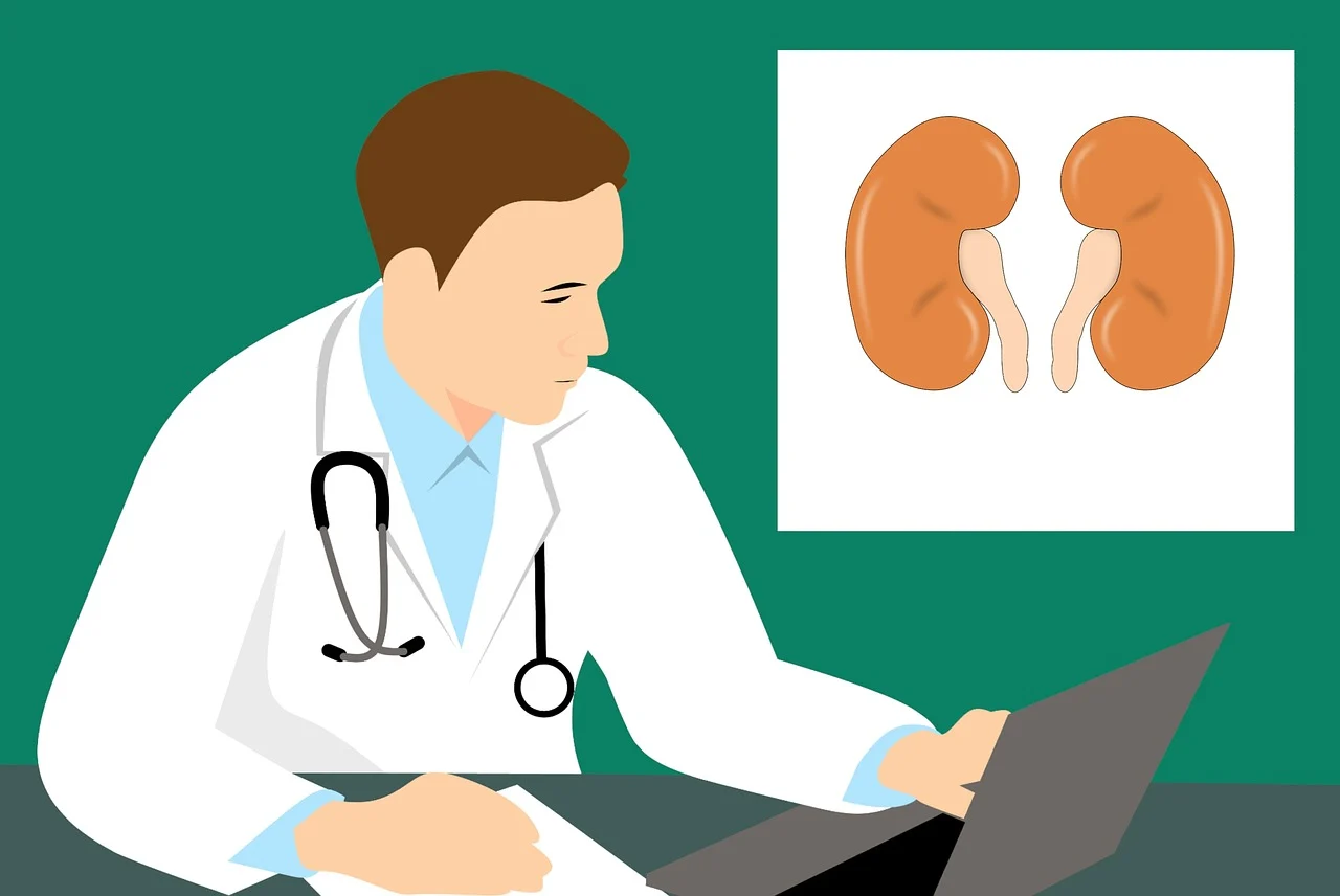 kidney-3667909_1280.webp.jpg