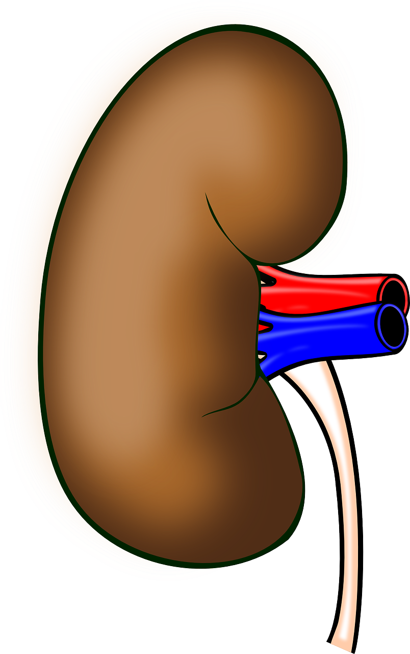 anatomy-158998_1280.webp.png