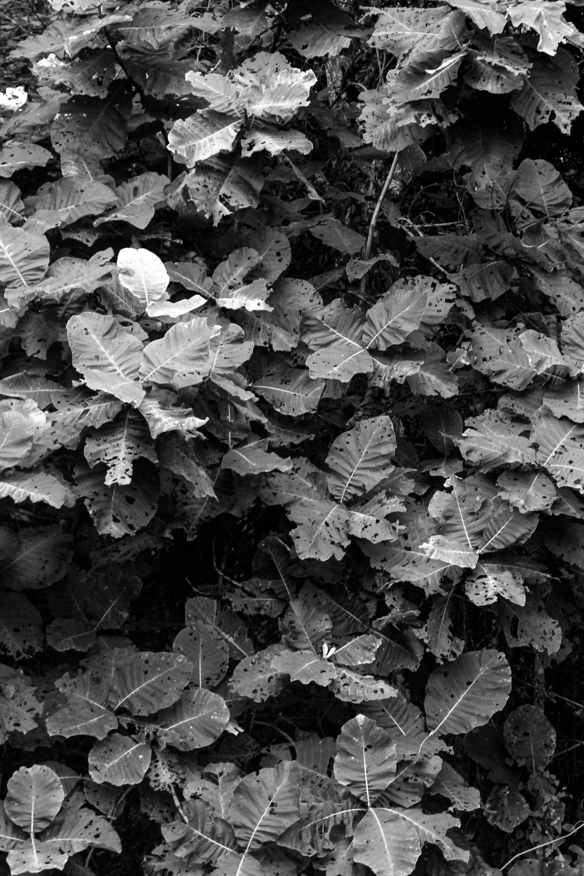 _MG_4028.JPG