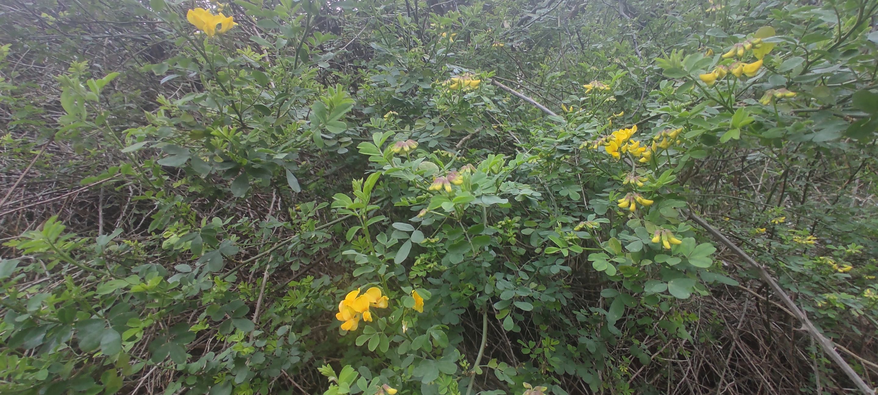 IMG_20220326_113455.jpg