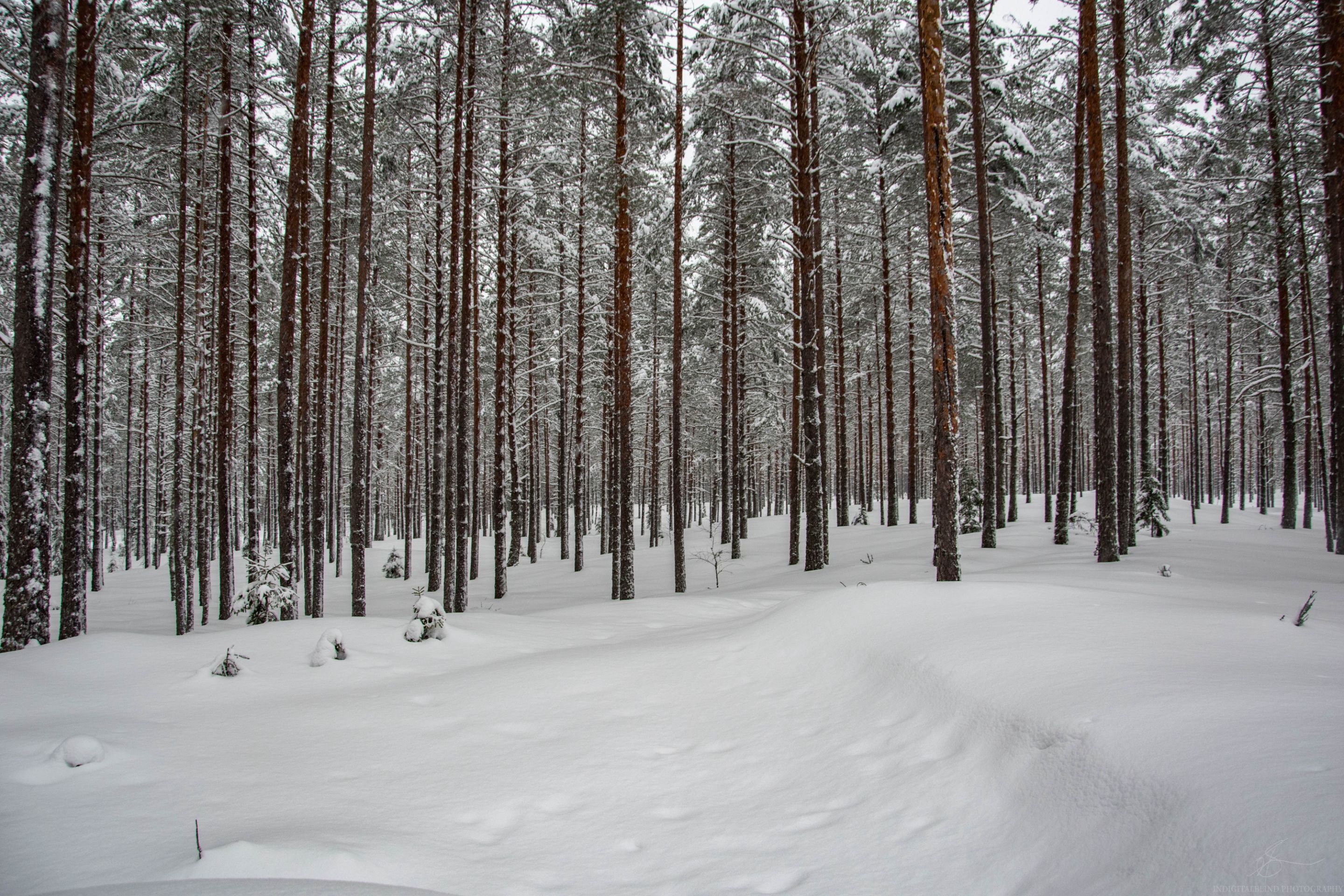 DSC_0062.jpg