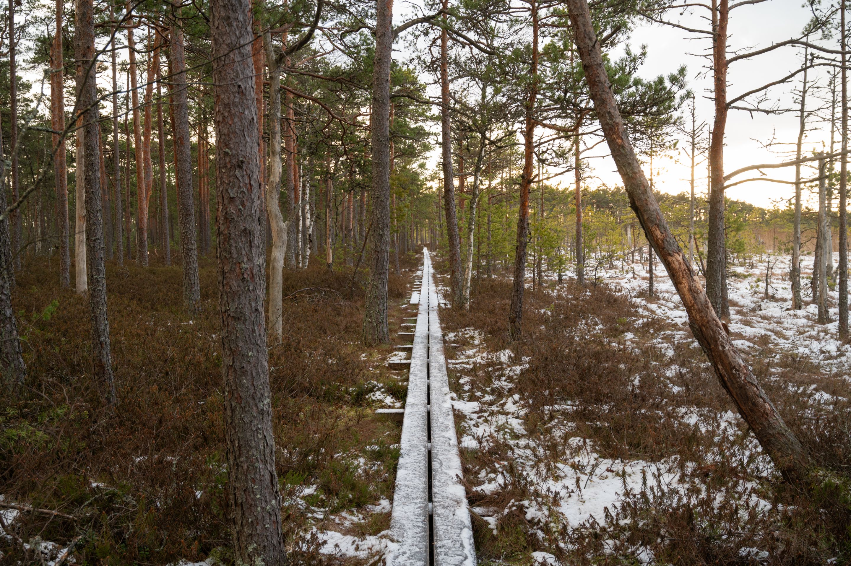 FRS_6954.jpg