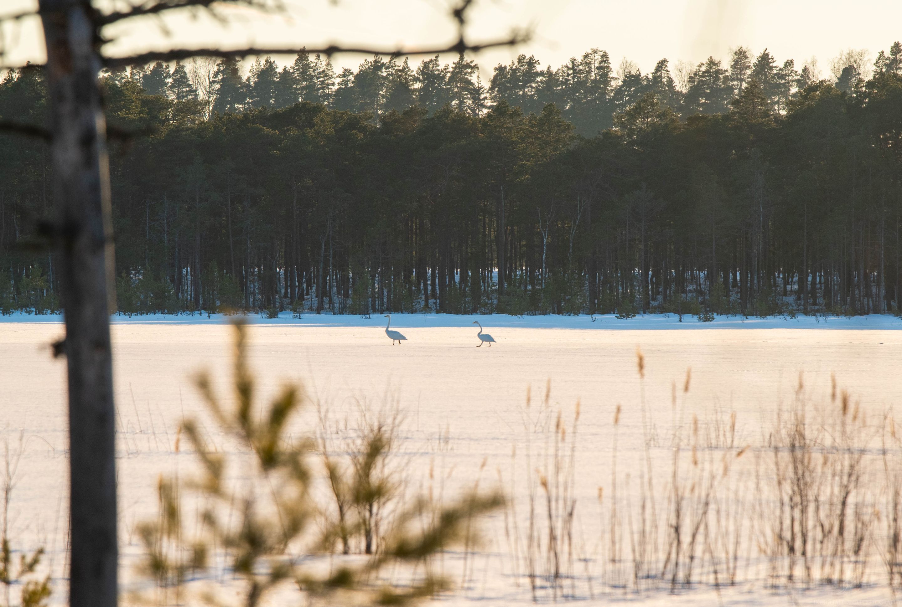 DSC_0133.jpg
