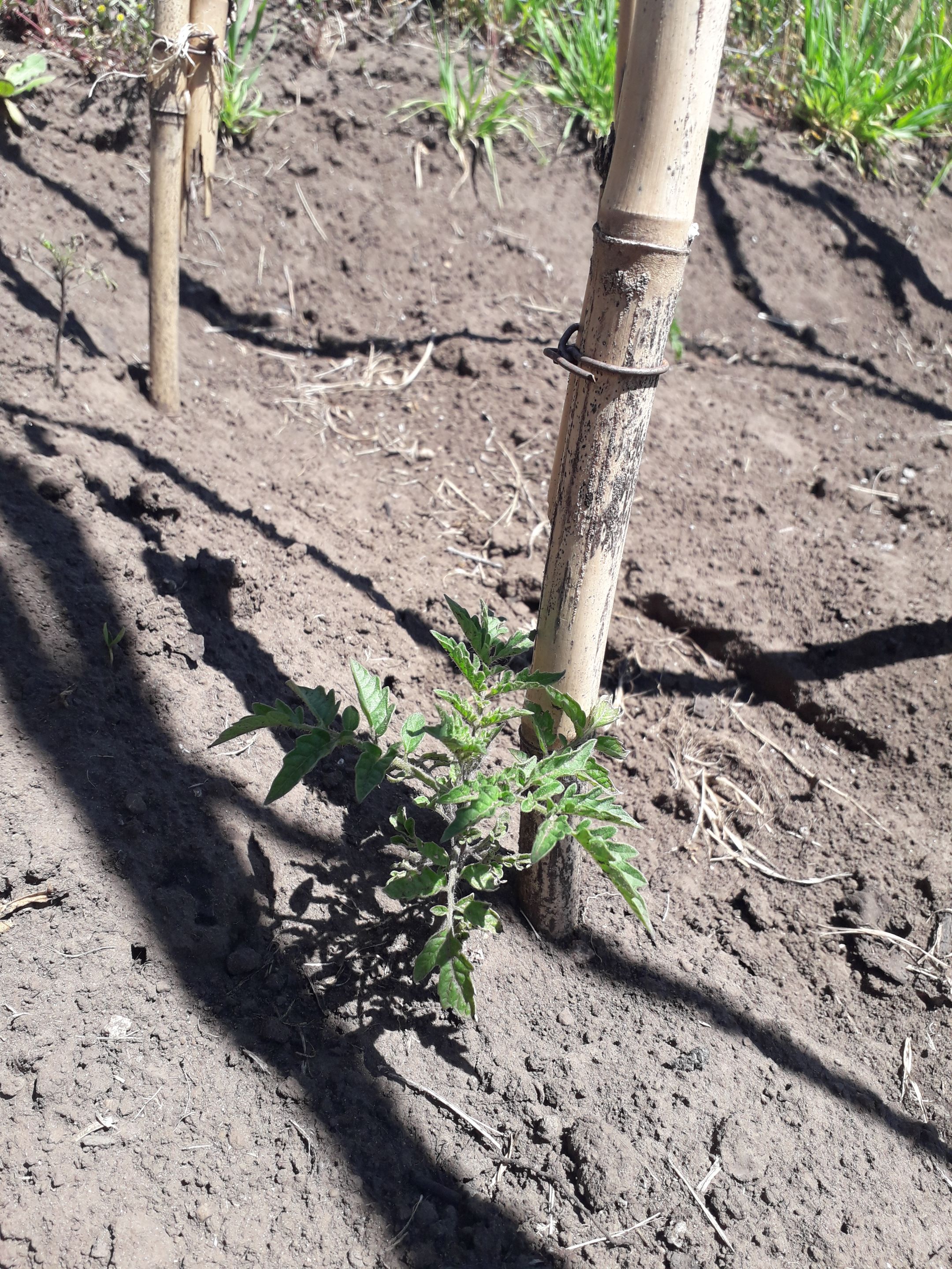 189.-tomates-evolucion.jpg