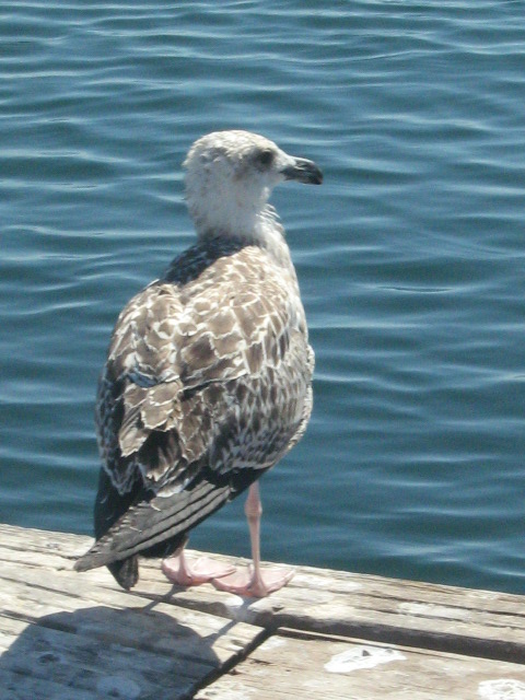 323.-Sardegna 085.jpg