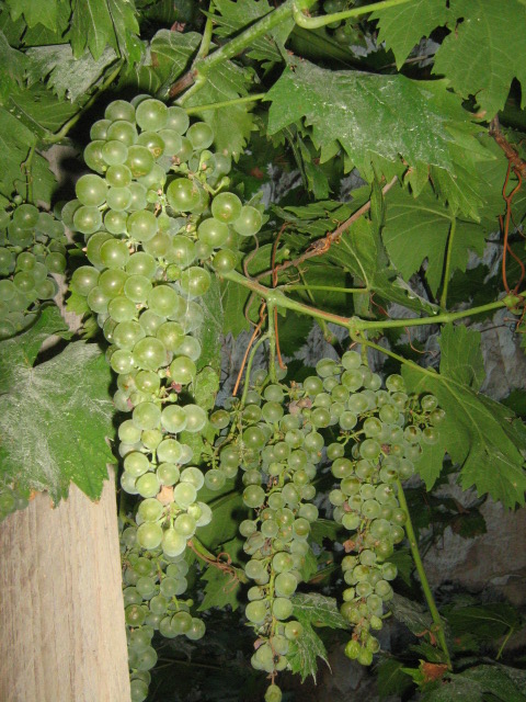 323.-Sardegna 054.jpg