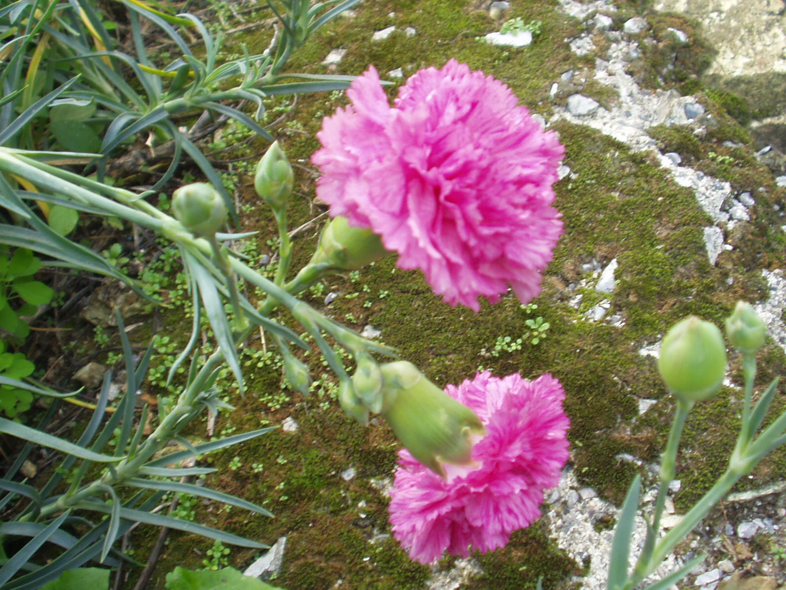220.-dicembre 05 029.jpg