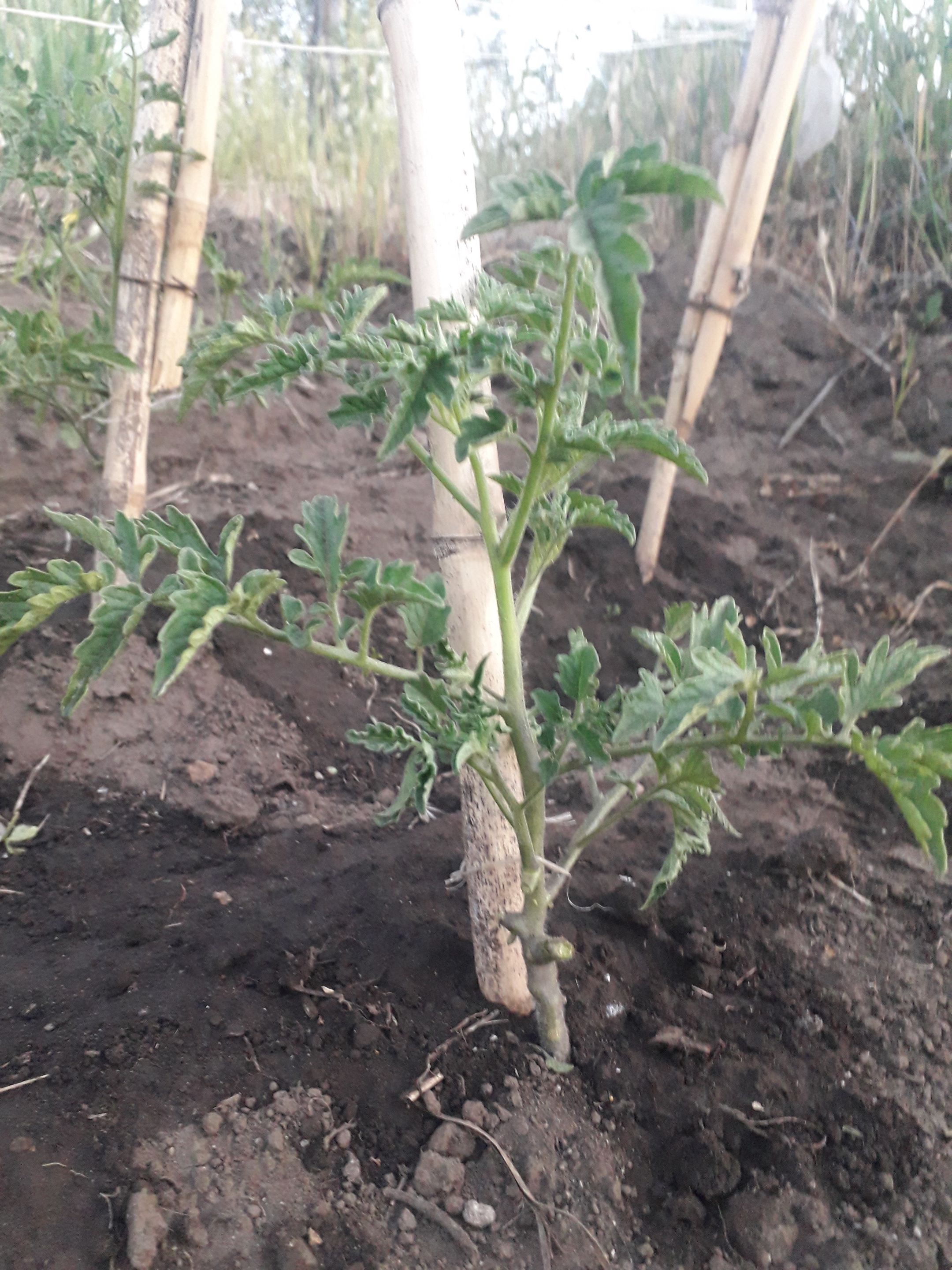 189.-tomate-rosmarino-2.jpg