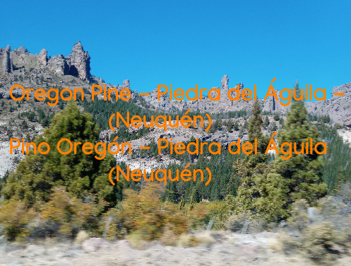 Patagonia-galeria-imagenes-Pino-oregon.png