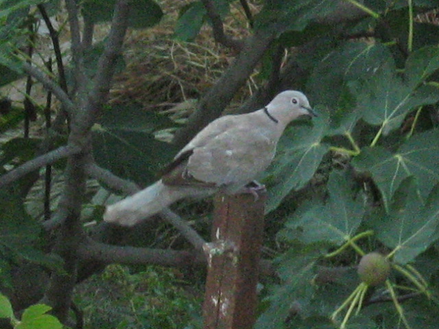 345.-SARDEGNA 2009 567.jpg