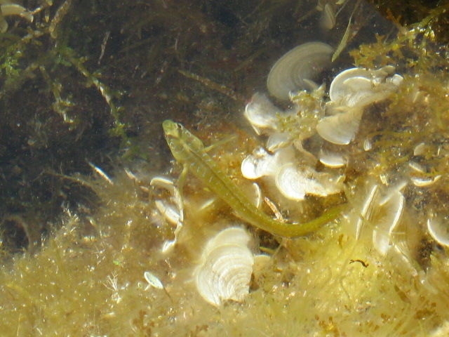 345.-SARDEGNA 2009 744.jpg
