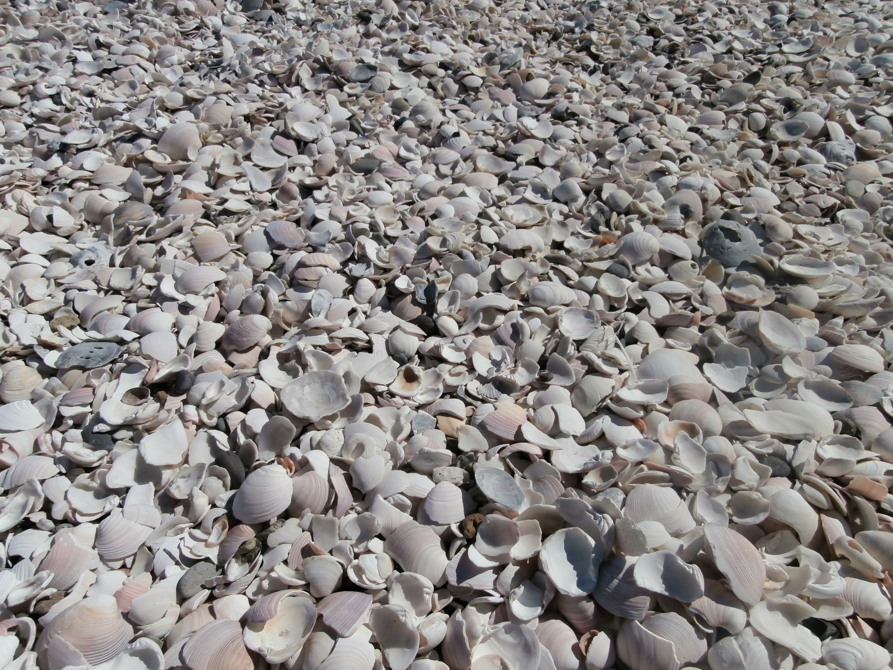 294.-P1170062.JPG