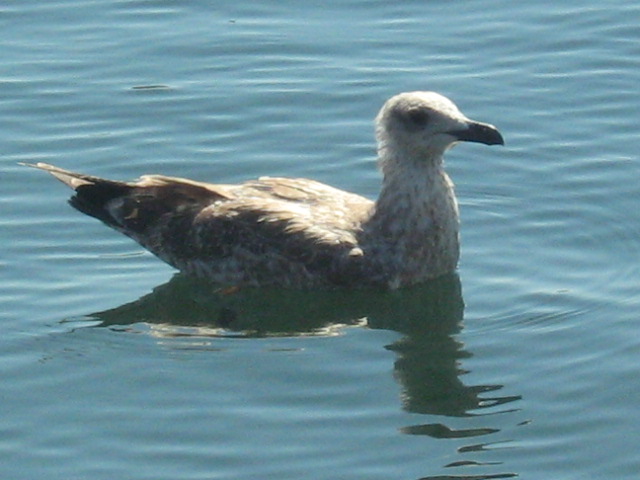 323.-Sardegna 073.jpg