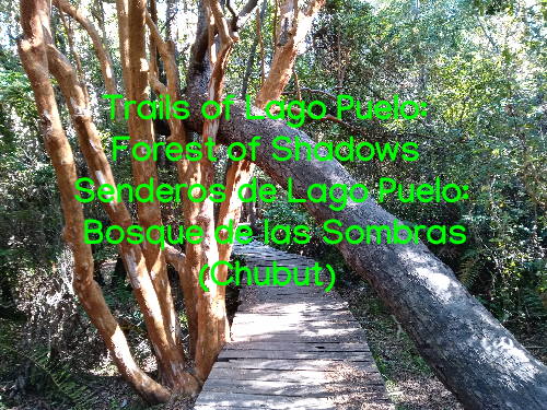 Patagonia-galeria-imagenes-Bosque-de-las-Sombras.png