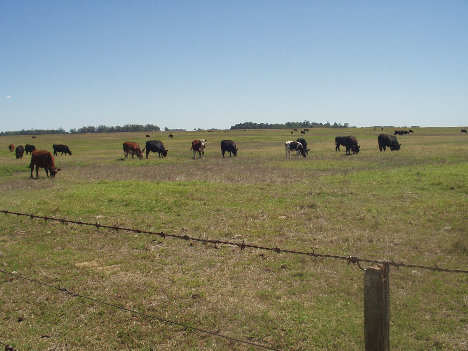 Argentina 2007 087.jpg