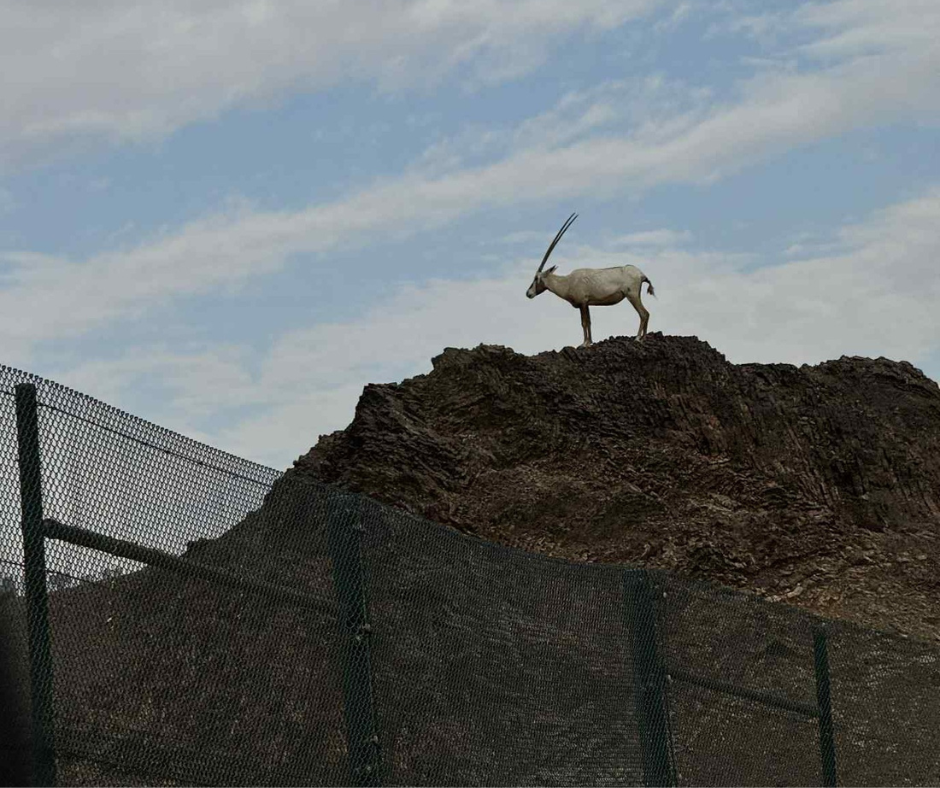 goat.png