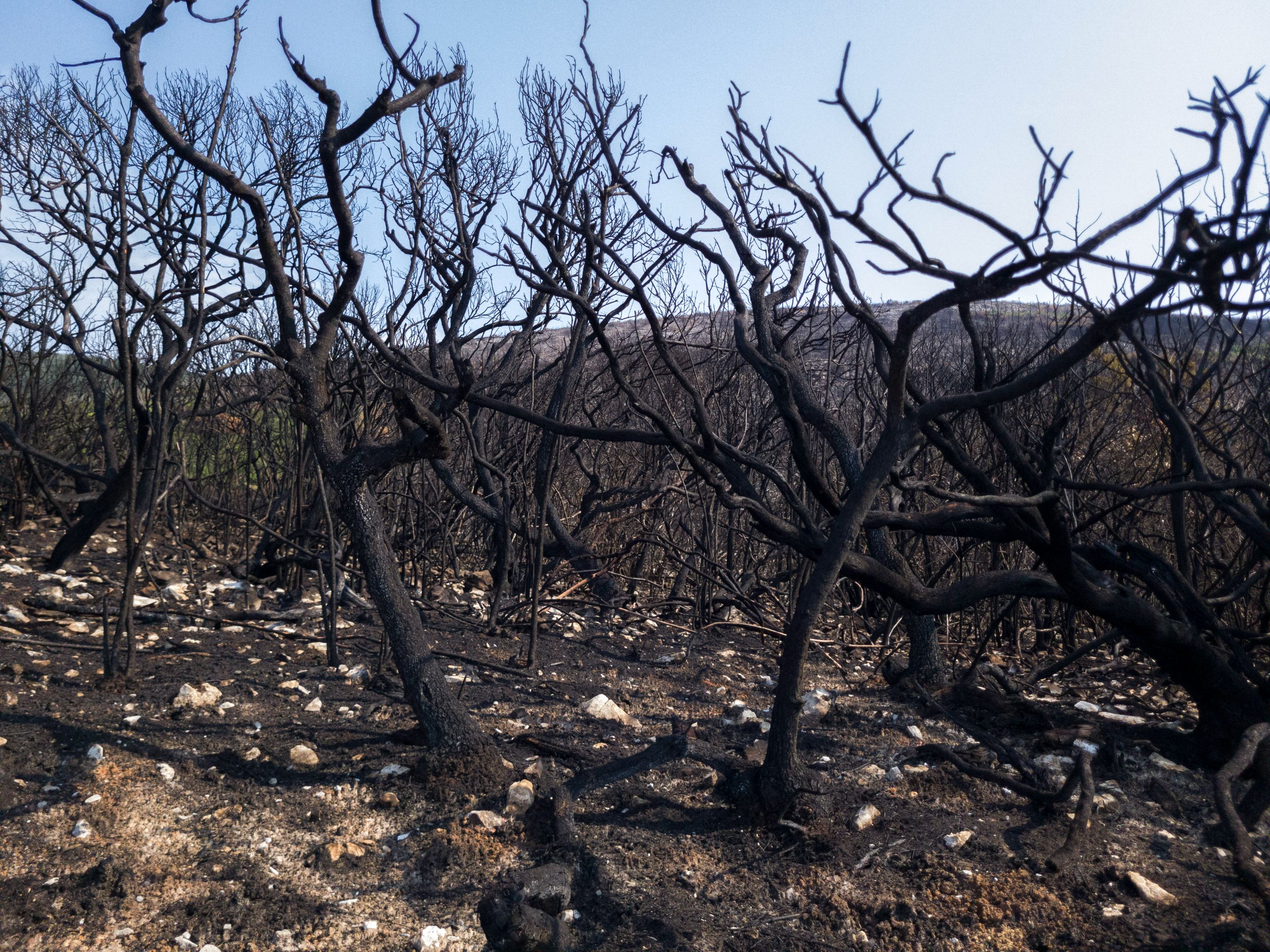 After the wildfire in Lustica - Part 2