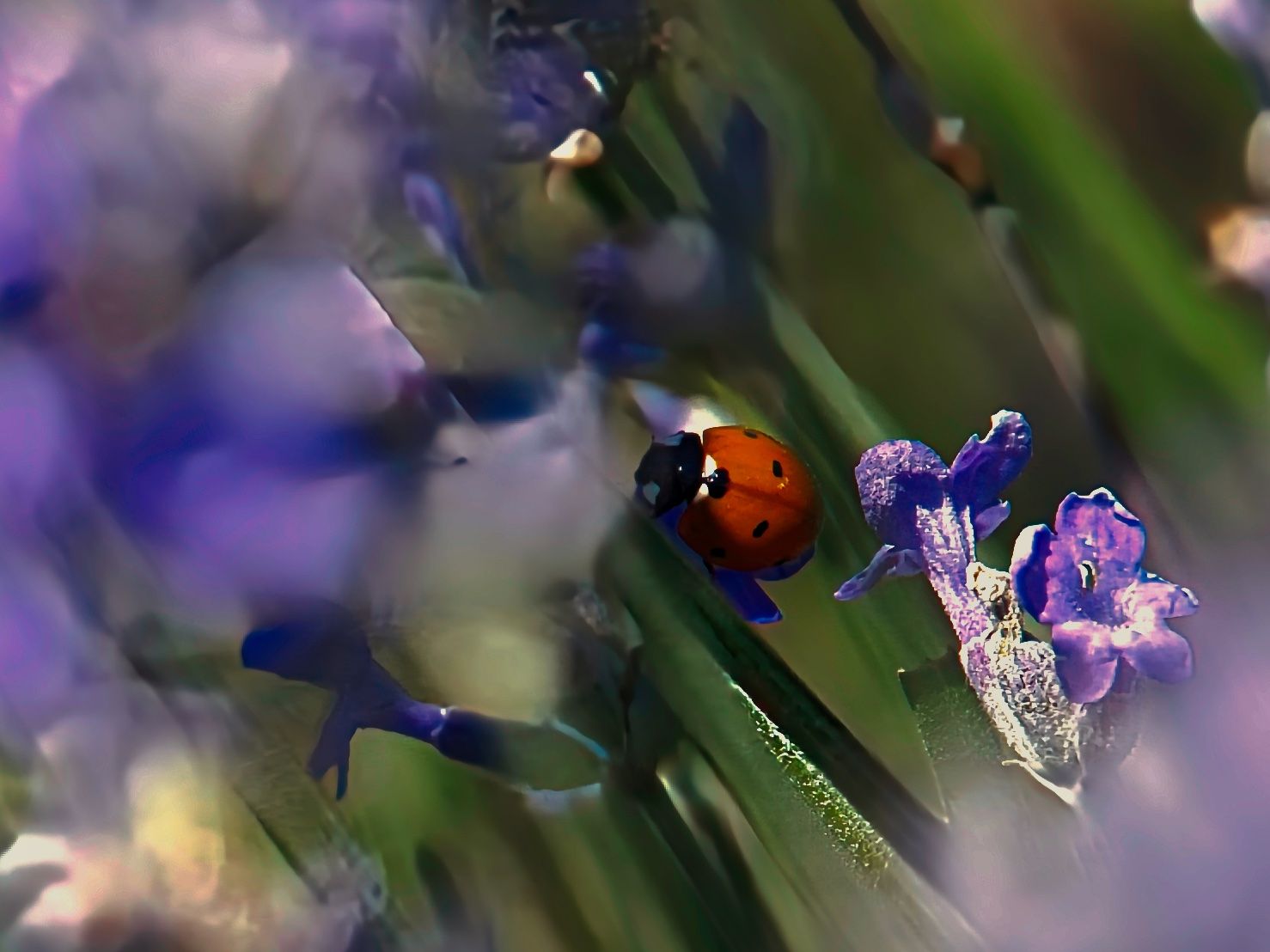 _DSC5307.jpeg