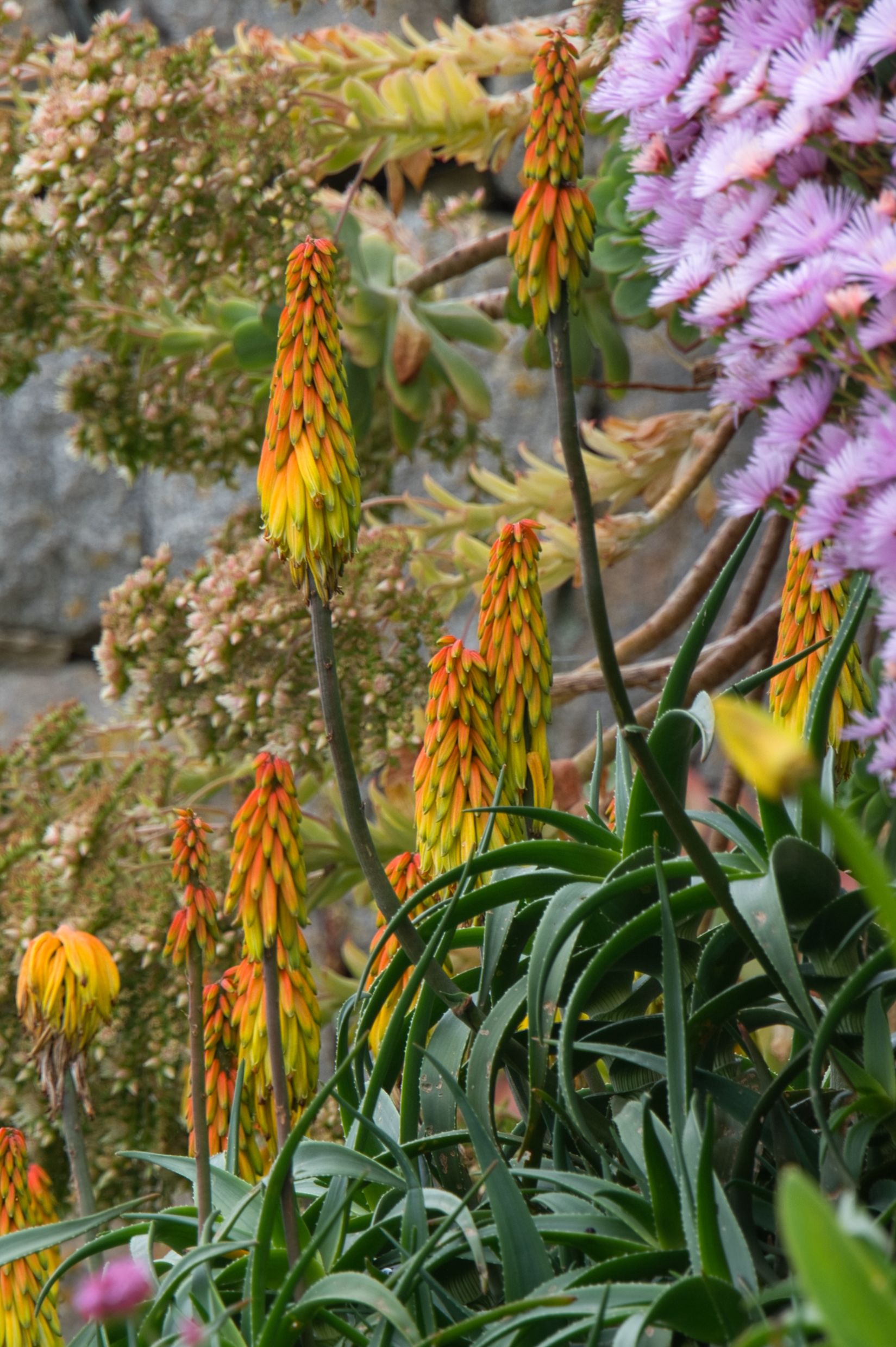 Red Hot pokers
