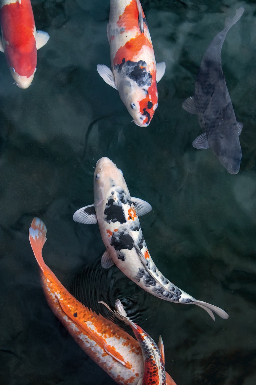 fish-5265096_1280.jpg
