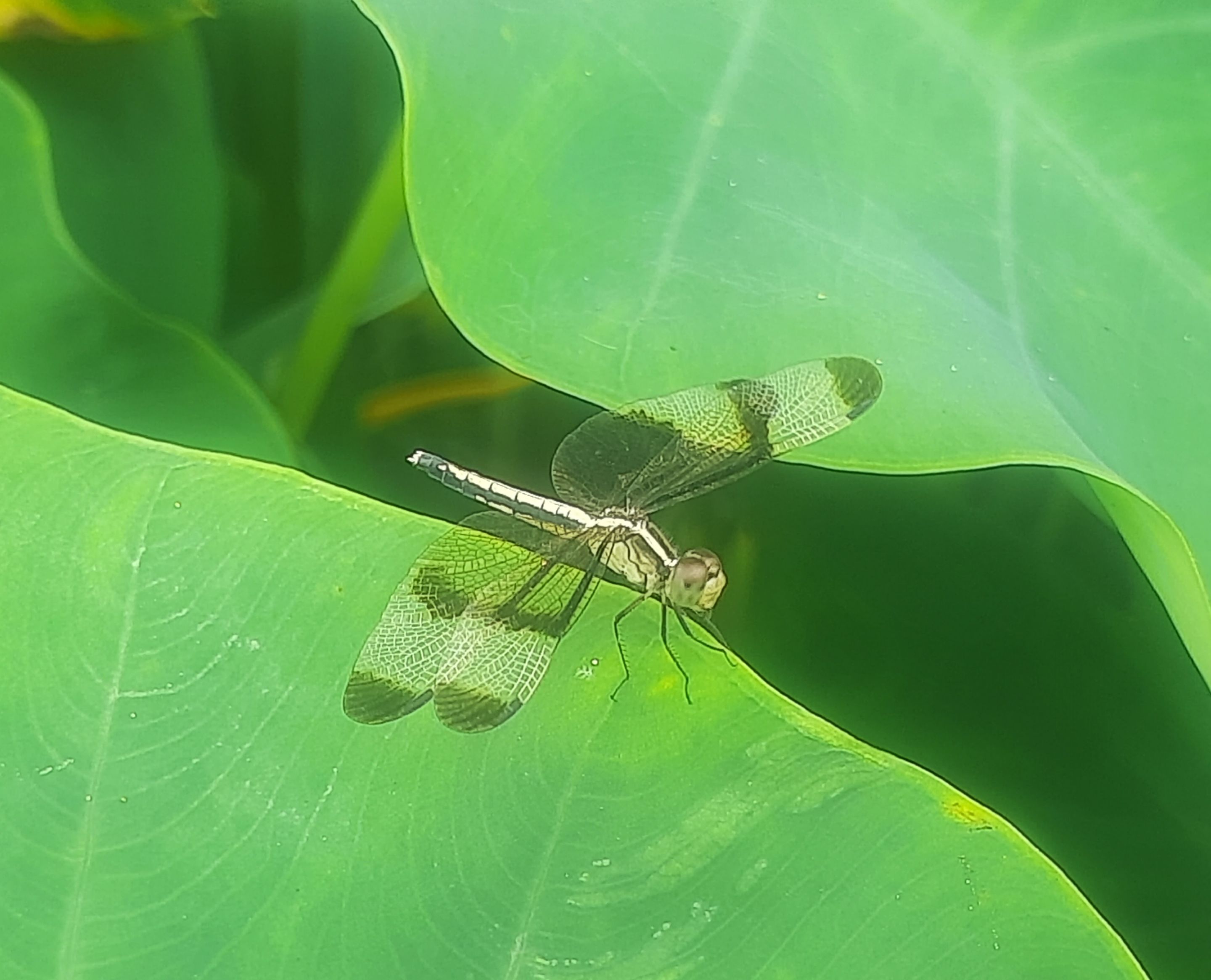 20250812_134451.jpg