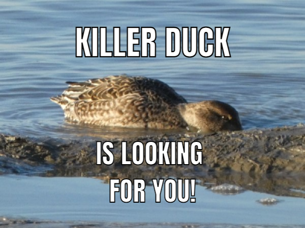 KILLER DUCK.png