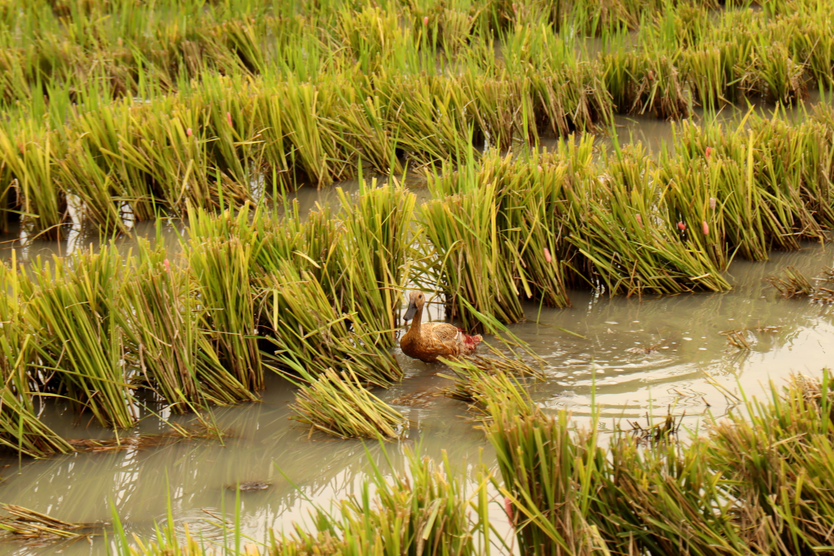 Bebek Sawah Kepala di atas2.JPG