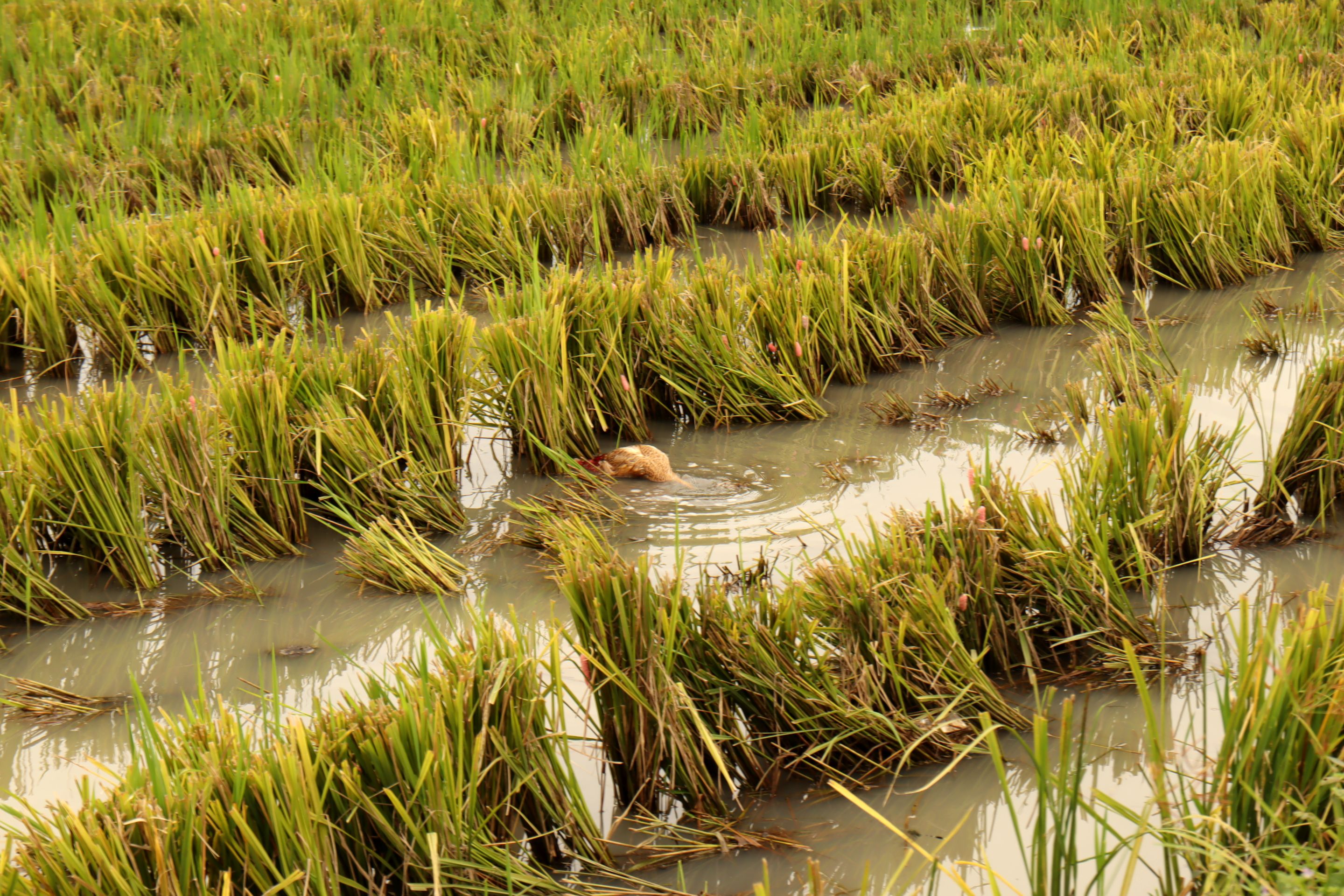 Bebek Sawah kepala di air.JPG