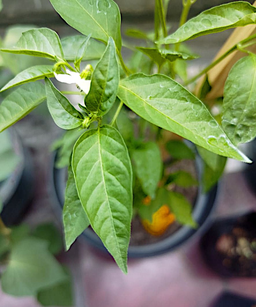 daun hijau