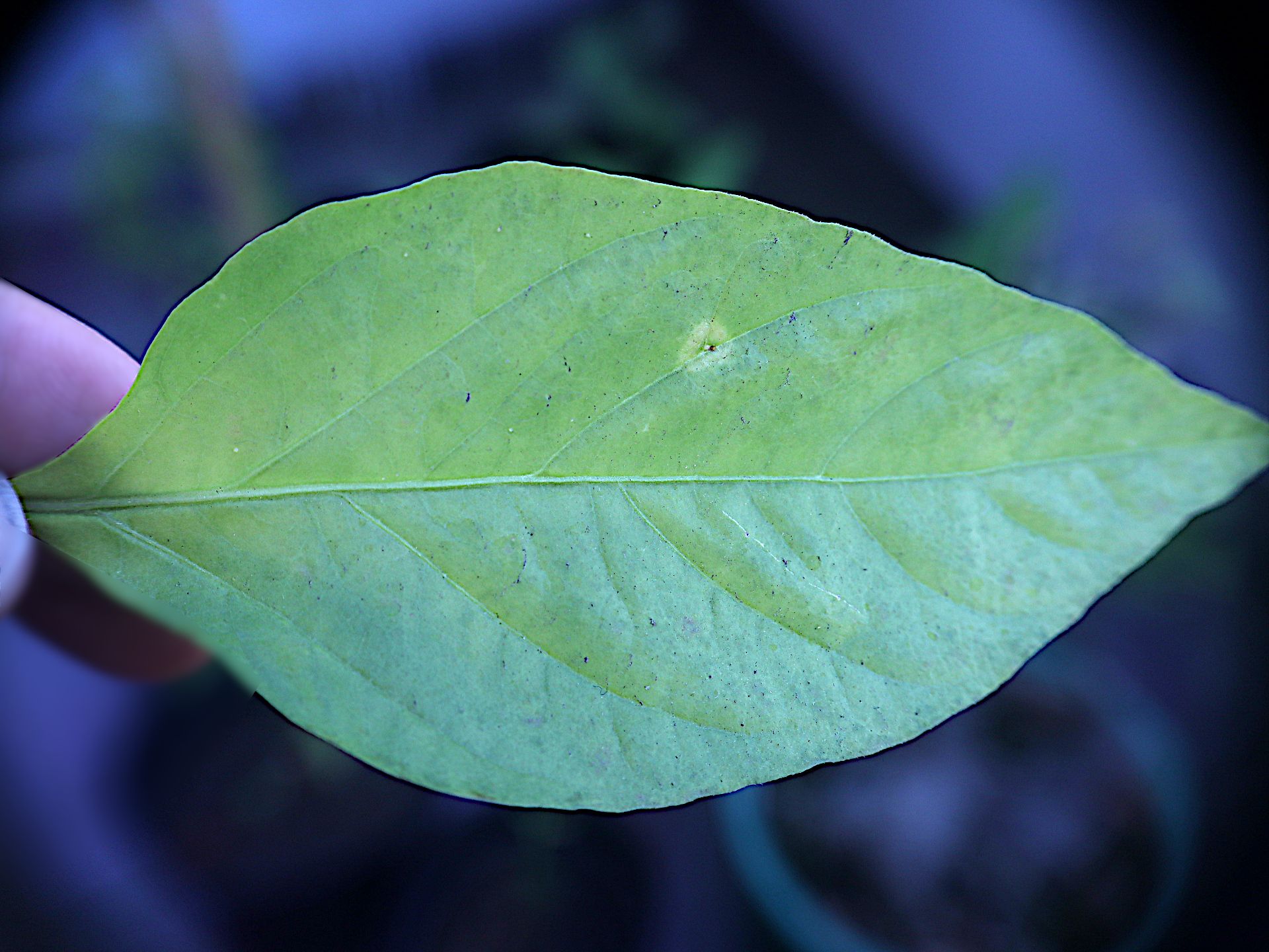 daun