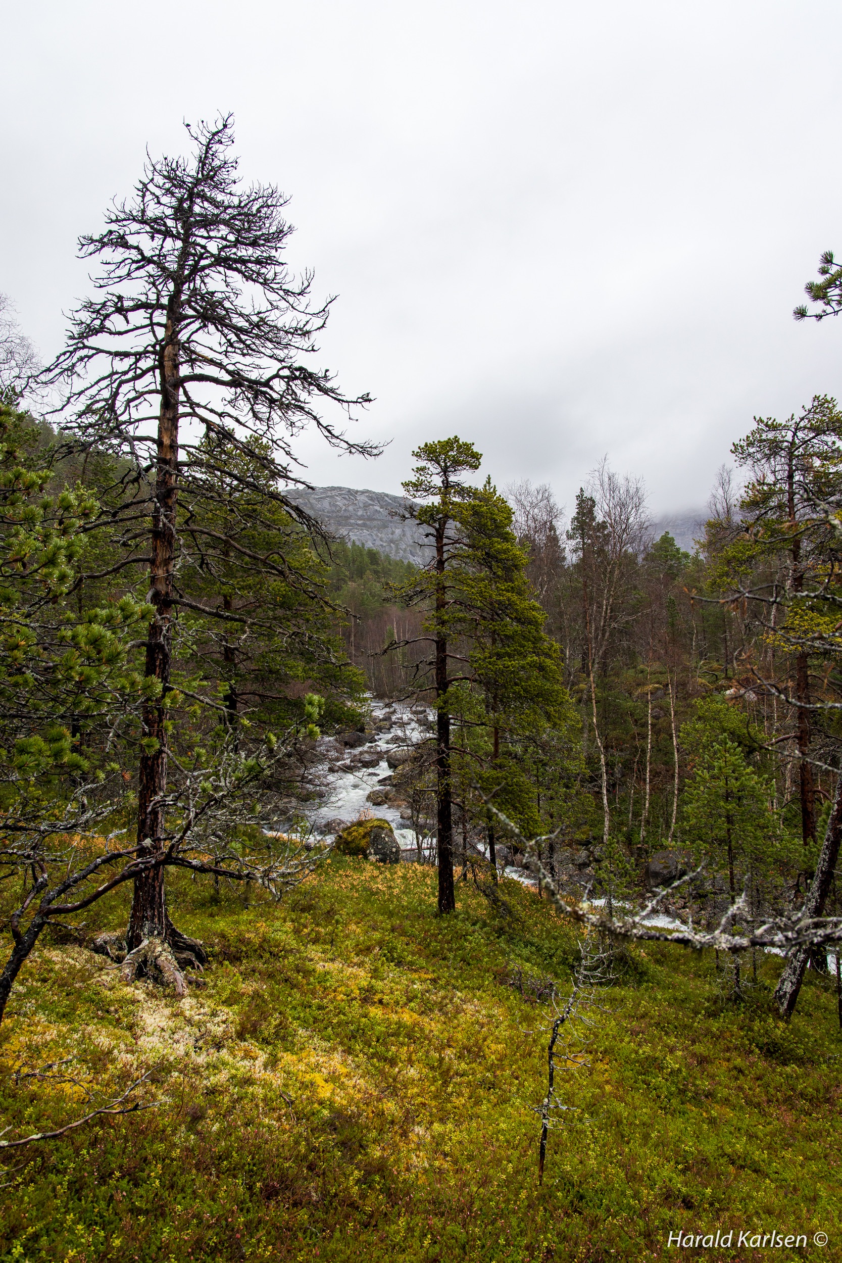 Lakselvvannet-11.jpg