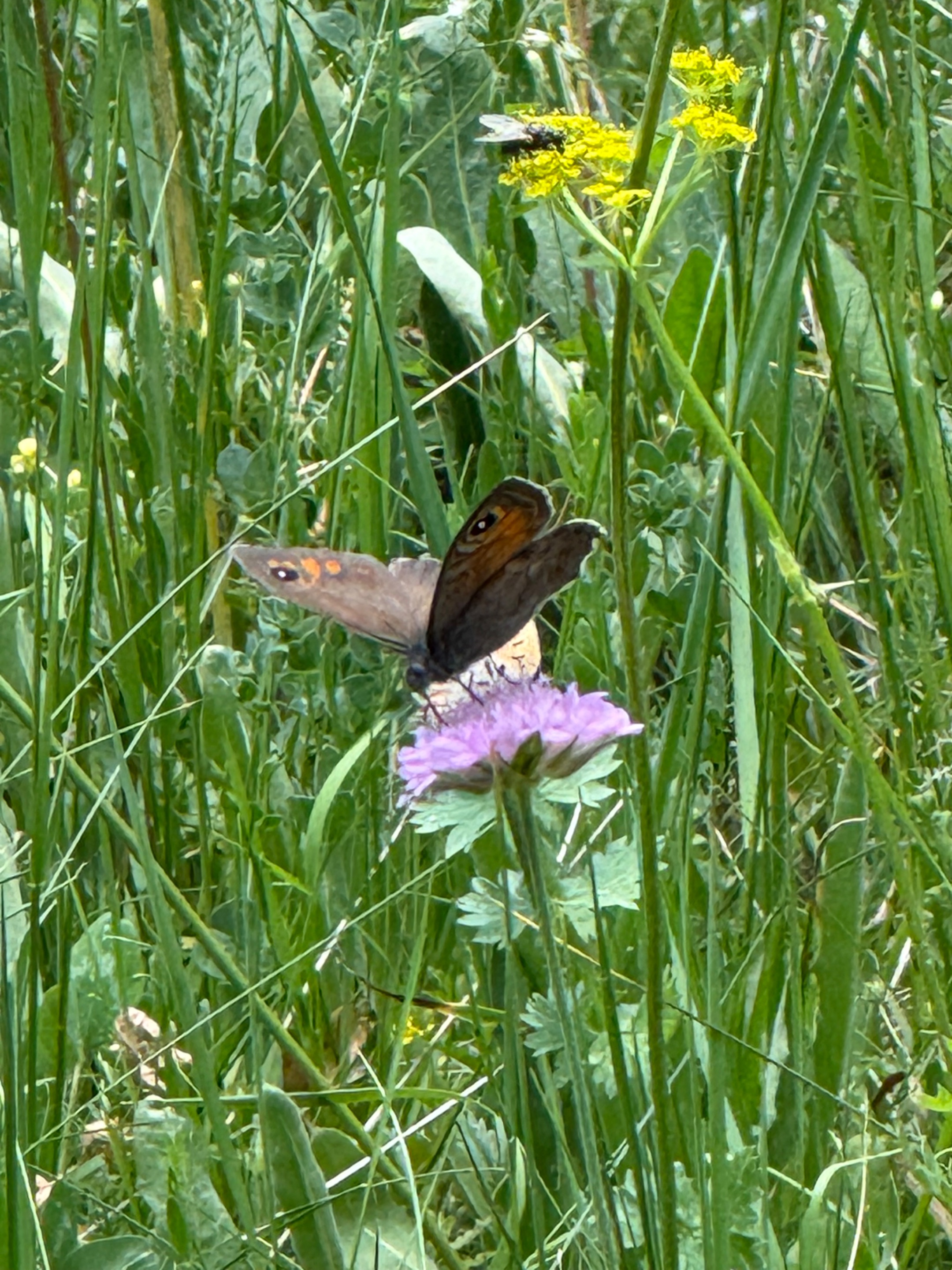 IMG_0991.jpeg