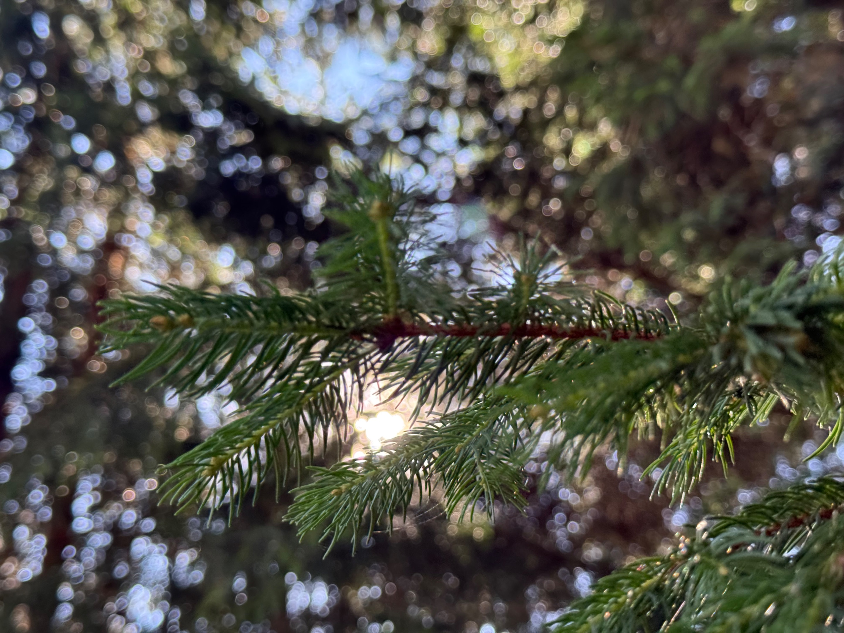 IMG_0970.jpeg