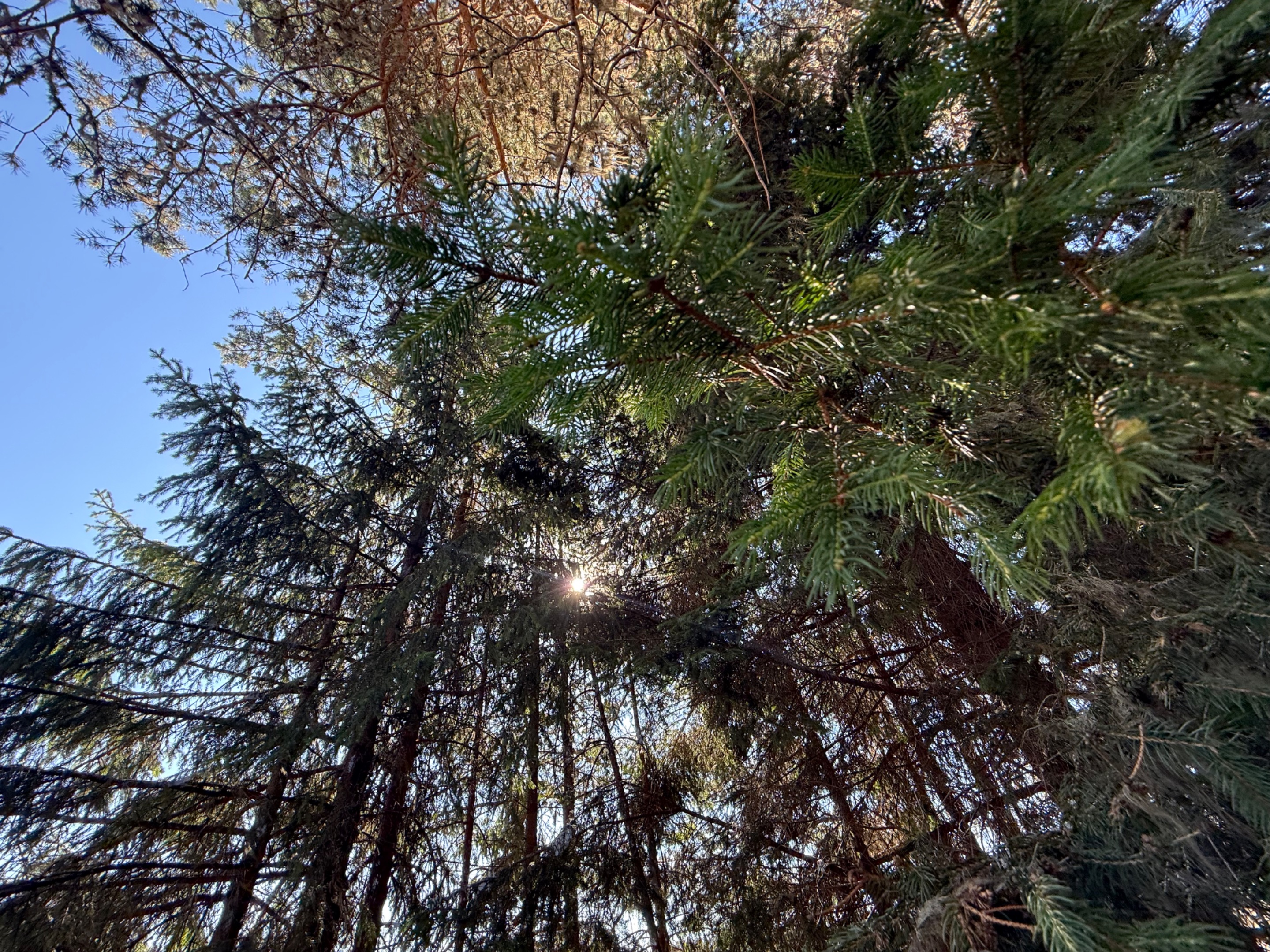 IMG_0968.jpeg