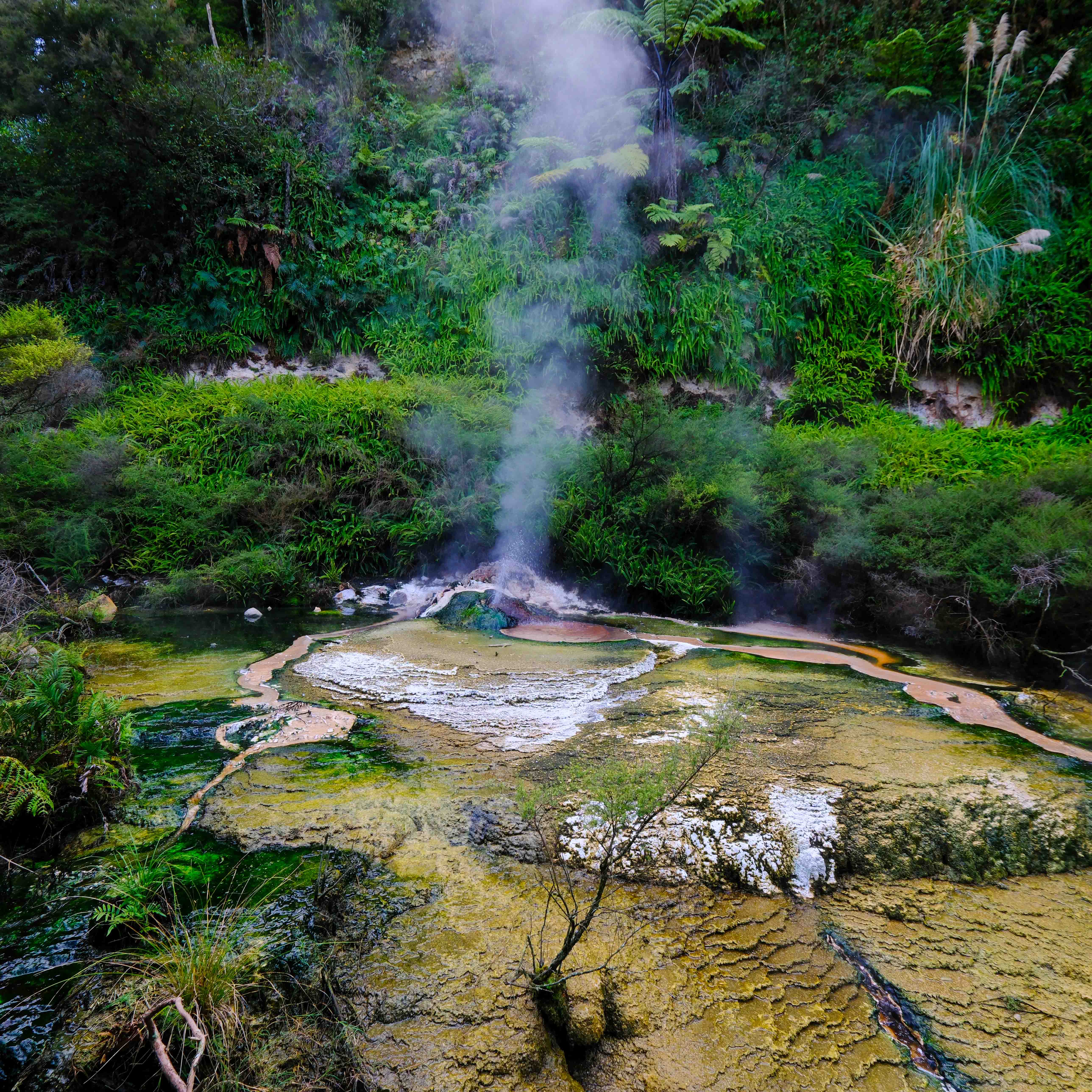 Waimangu - Birds nest Terrace 2.jpg