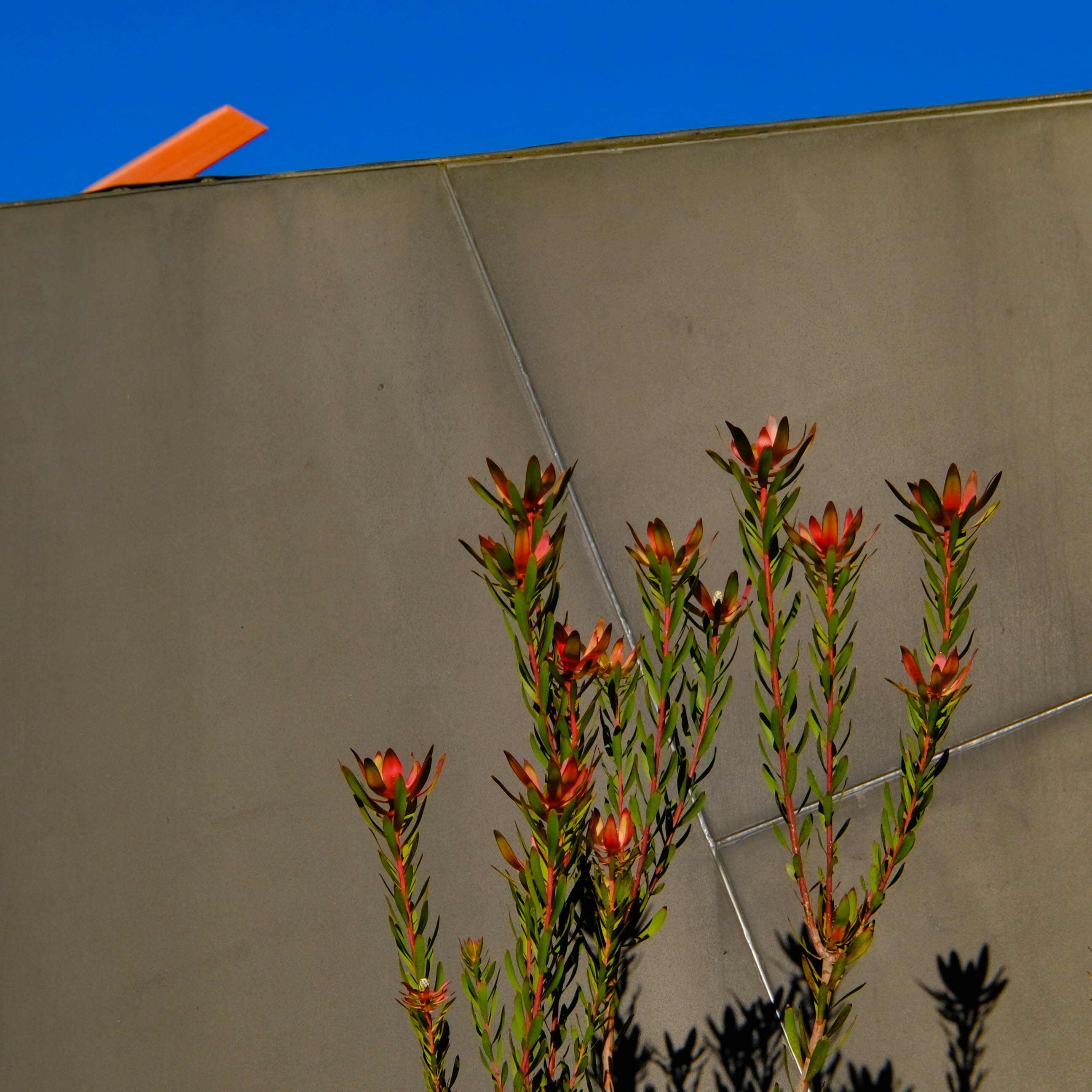 PLants.jpg