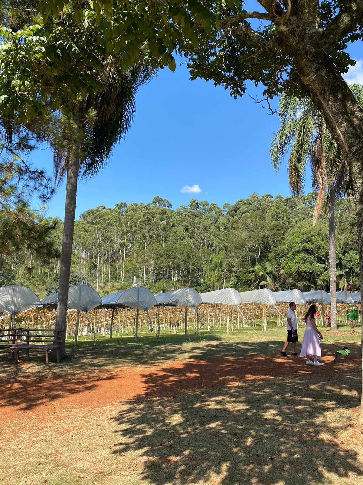 rota do vinho 4.jpg
