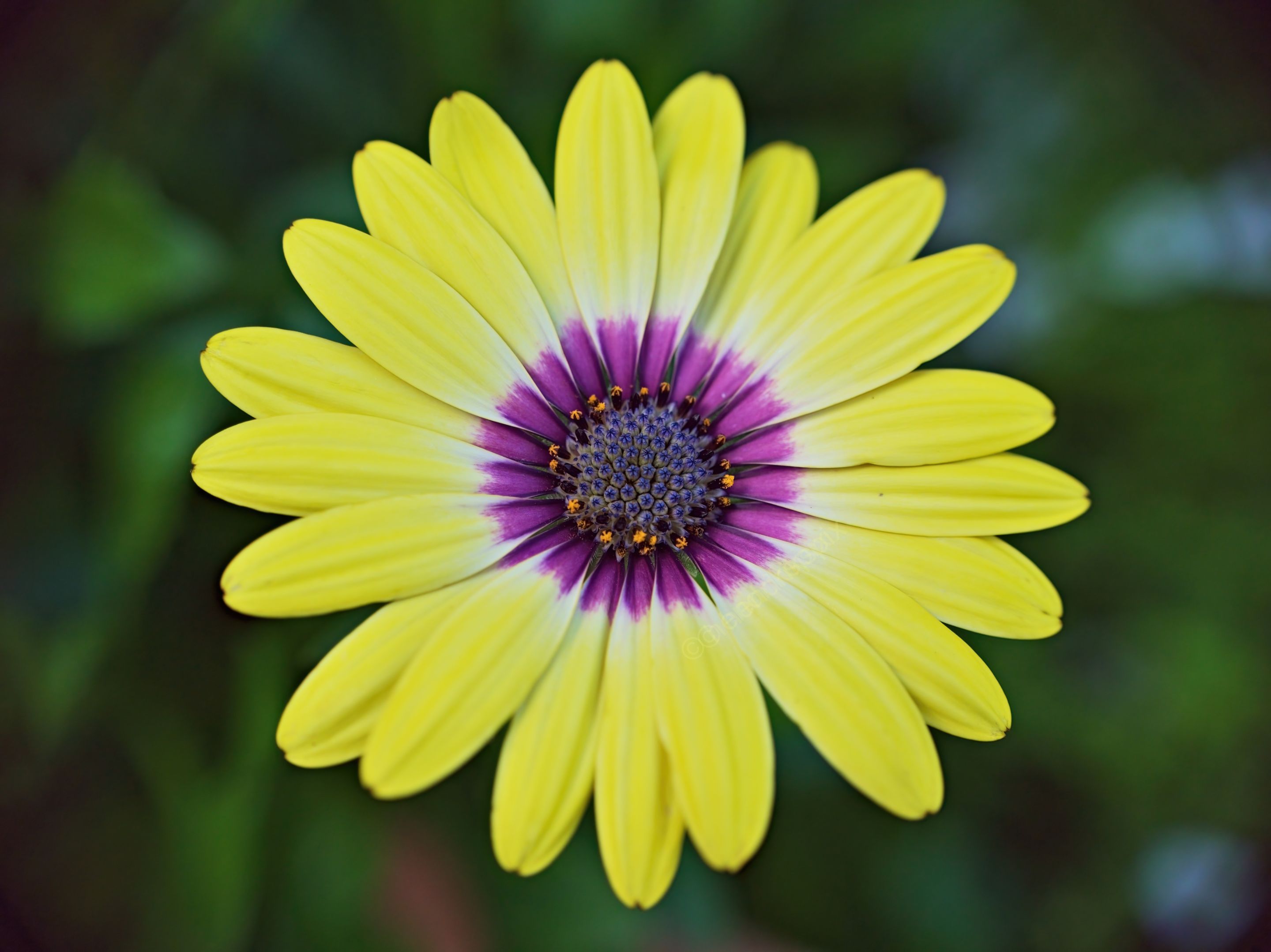 20210422 Shrubby daisybush 06 HS Social.jpg