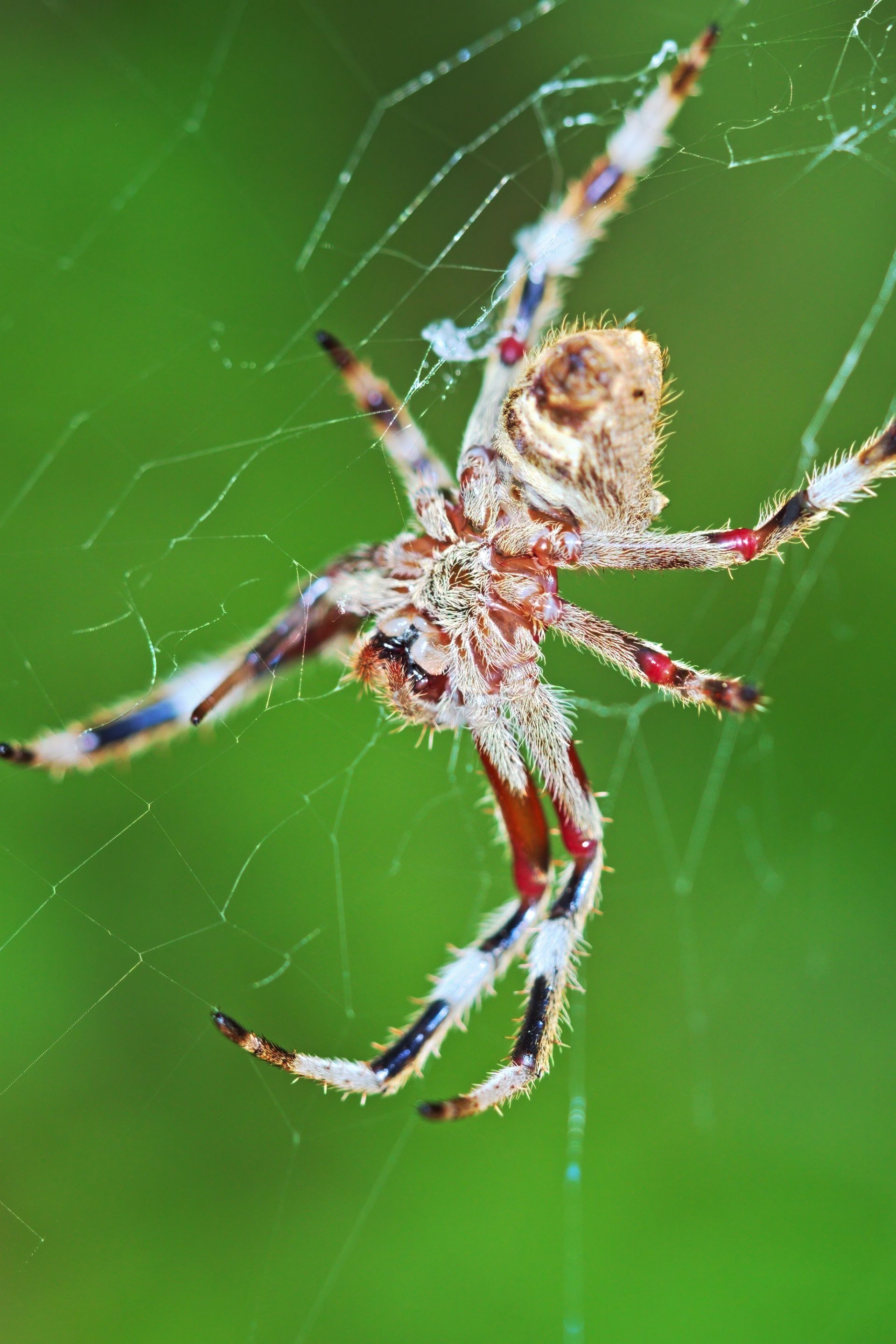 20201122 Garden Orb weaver spider 1 HS Social.jpg