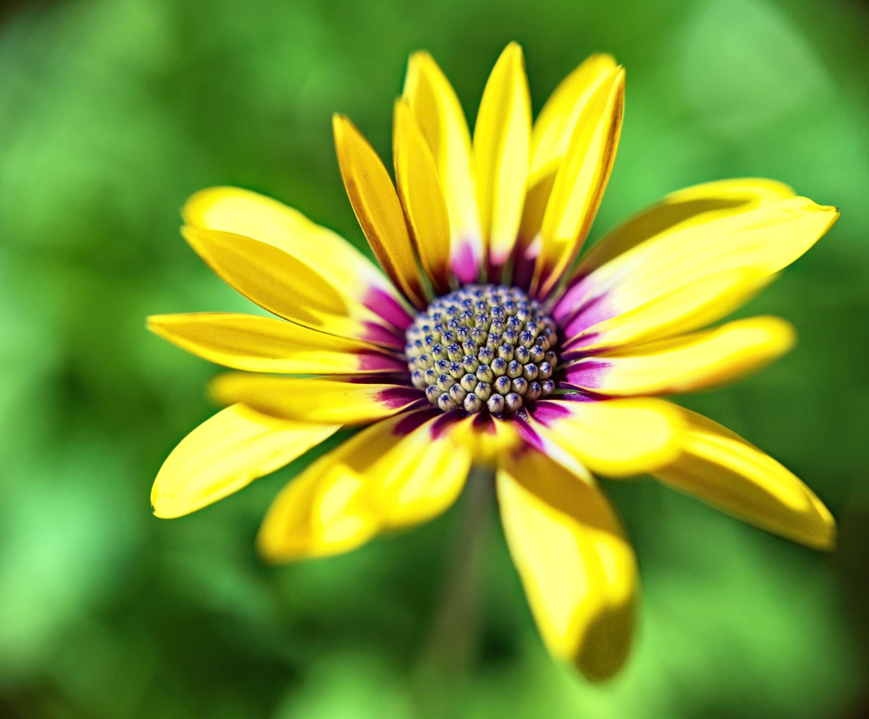 20210422 Shrubby daisybush 01 HS Social.jpg