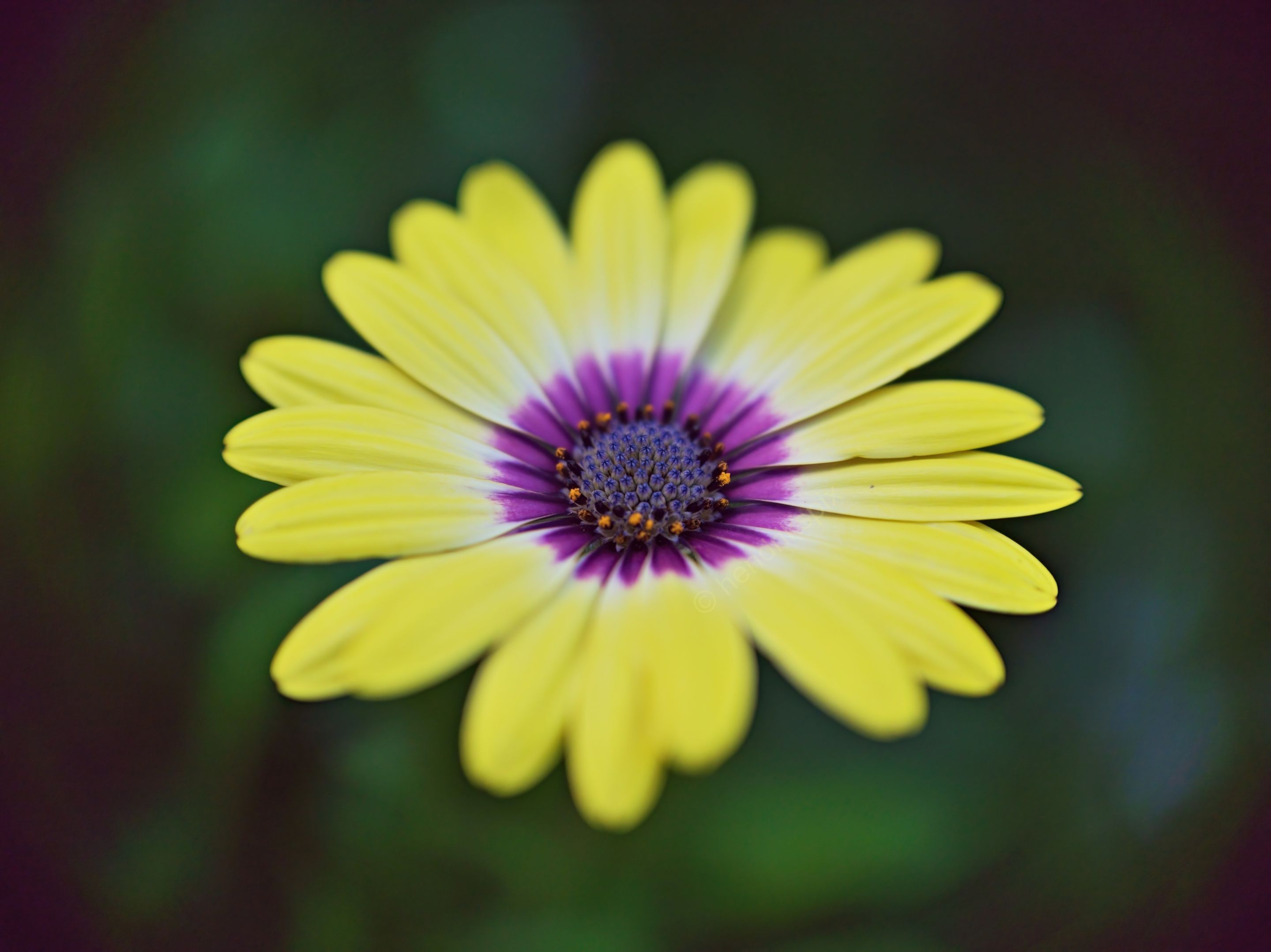 20210422 Shrubby daisybush 02 HS Social.jpg