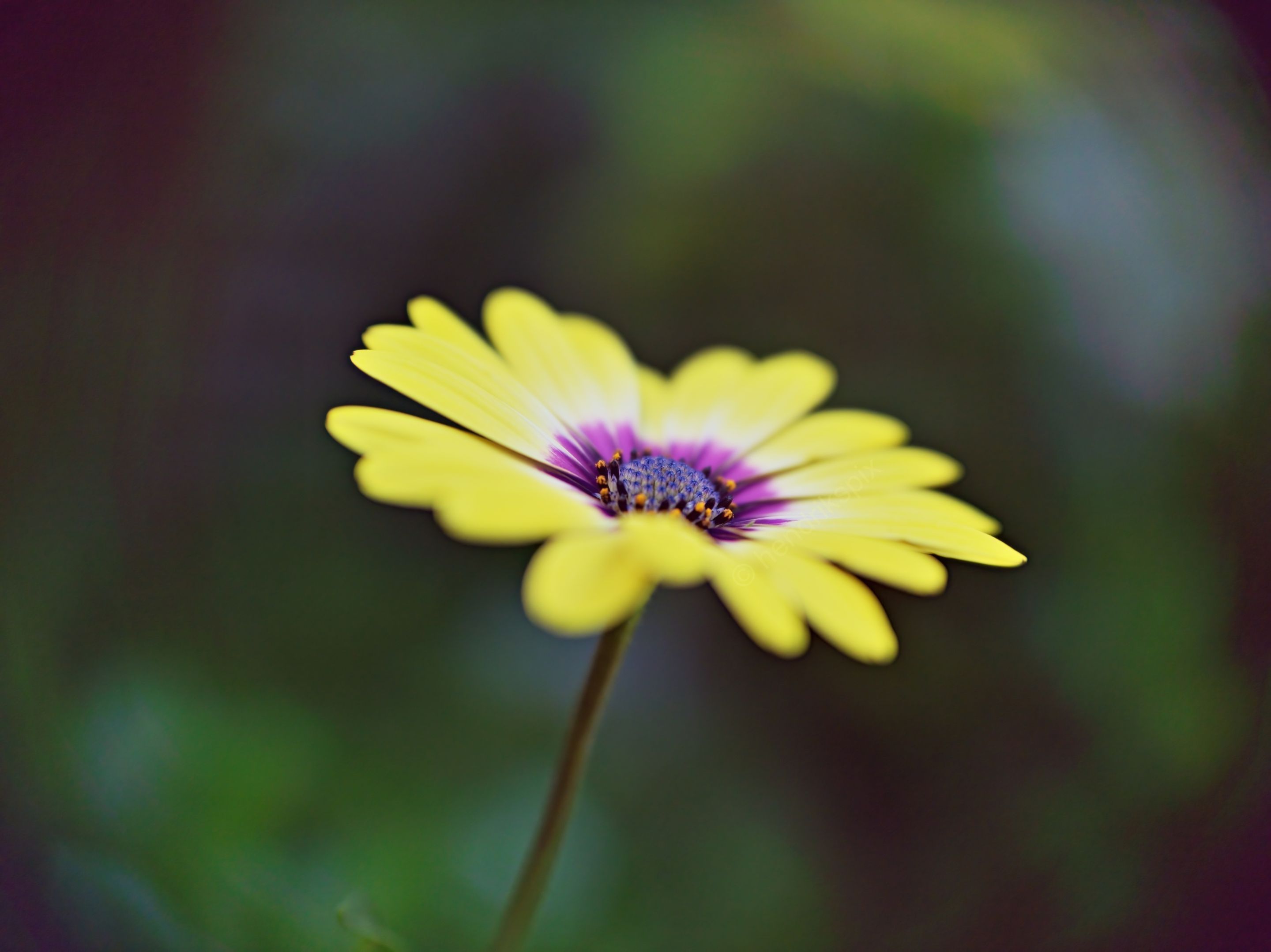 20210422 Shrubby daisybush 03 HS Social.jpg