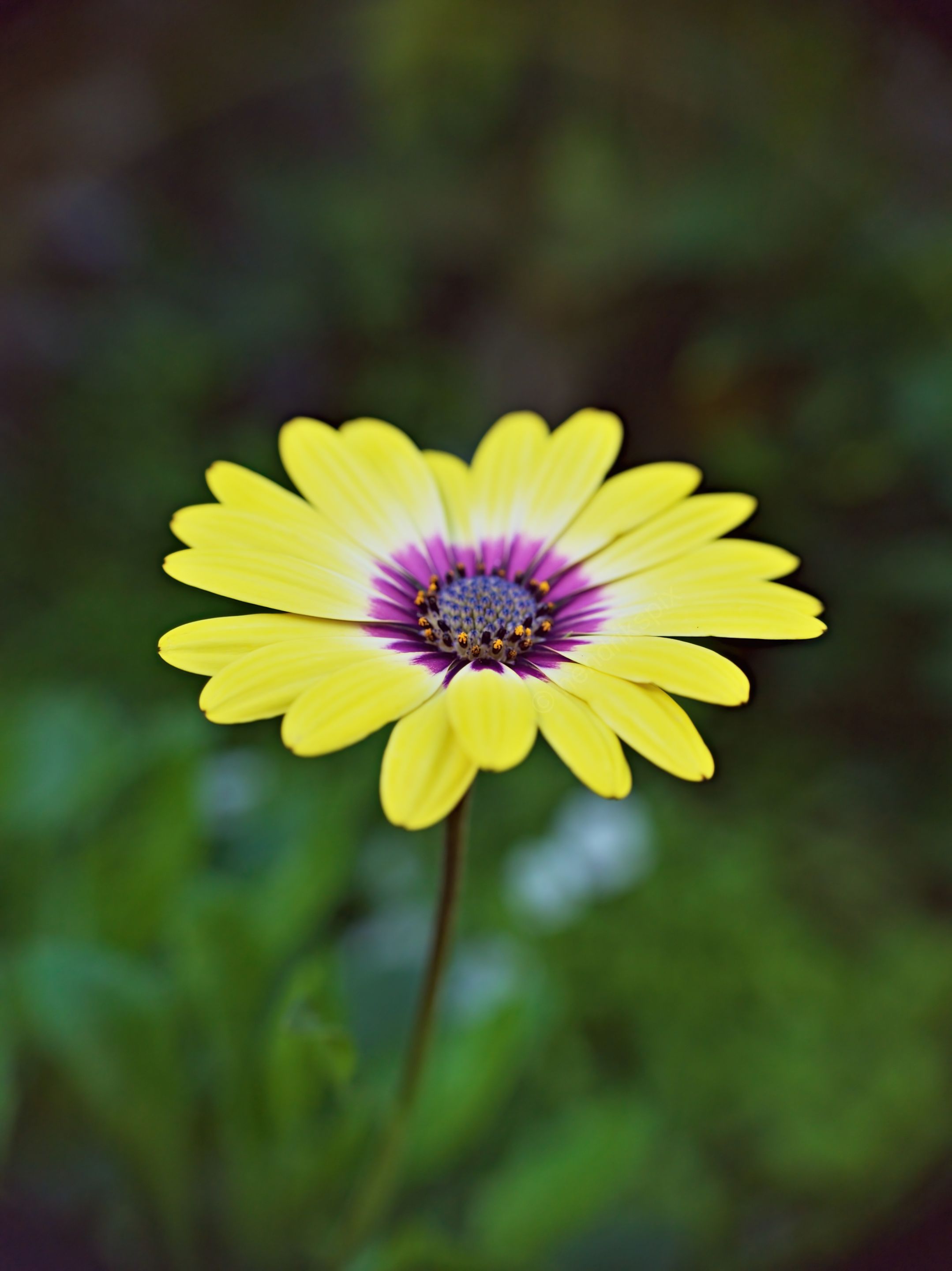 20210422 Shrubby daisybush 05 HS Social.jpg