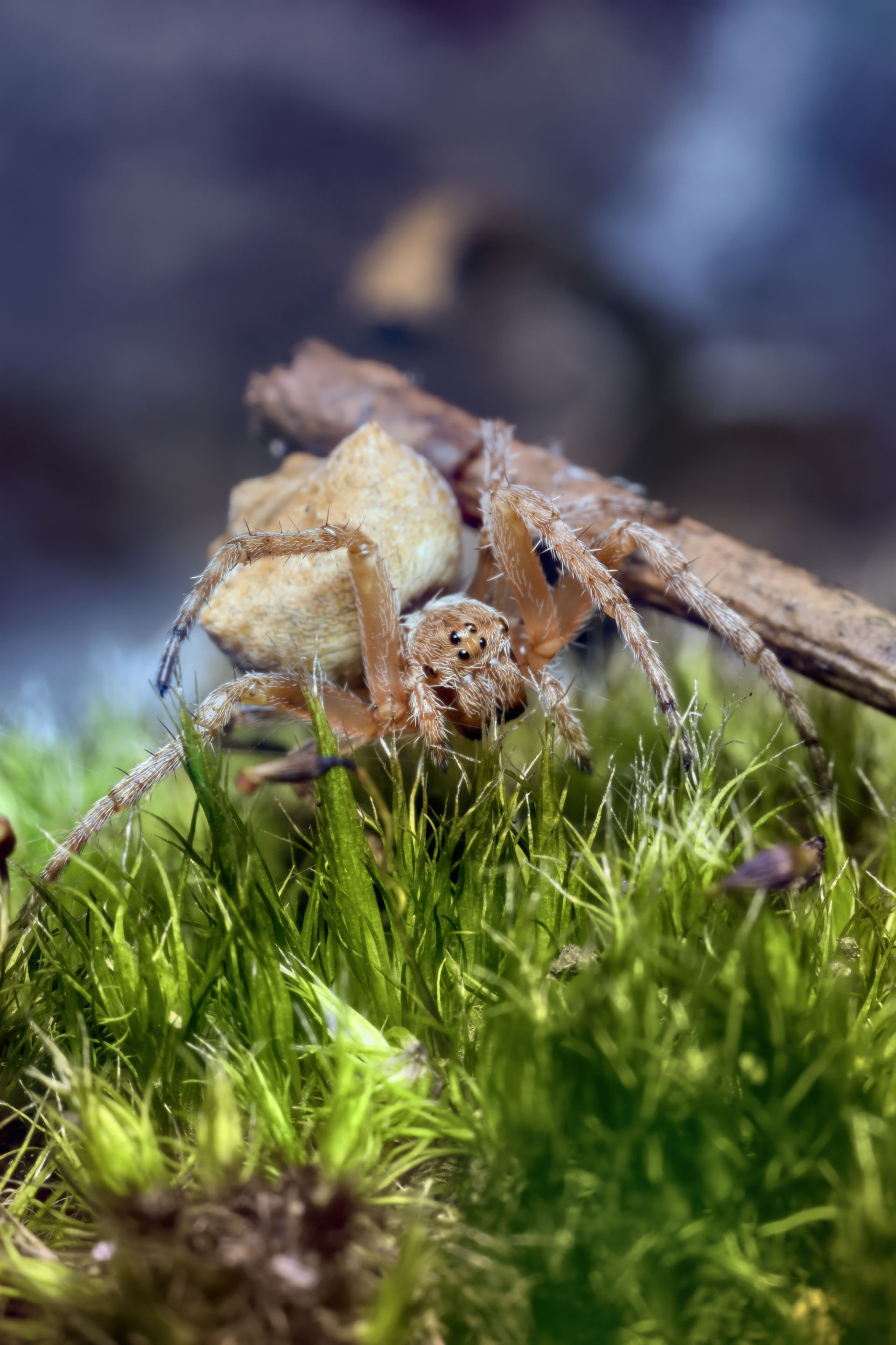 20200918 Orb weaver spider 05 HS Social.jpg