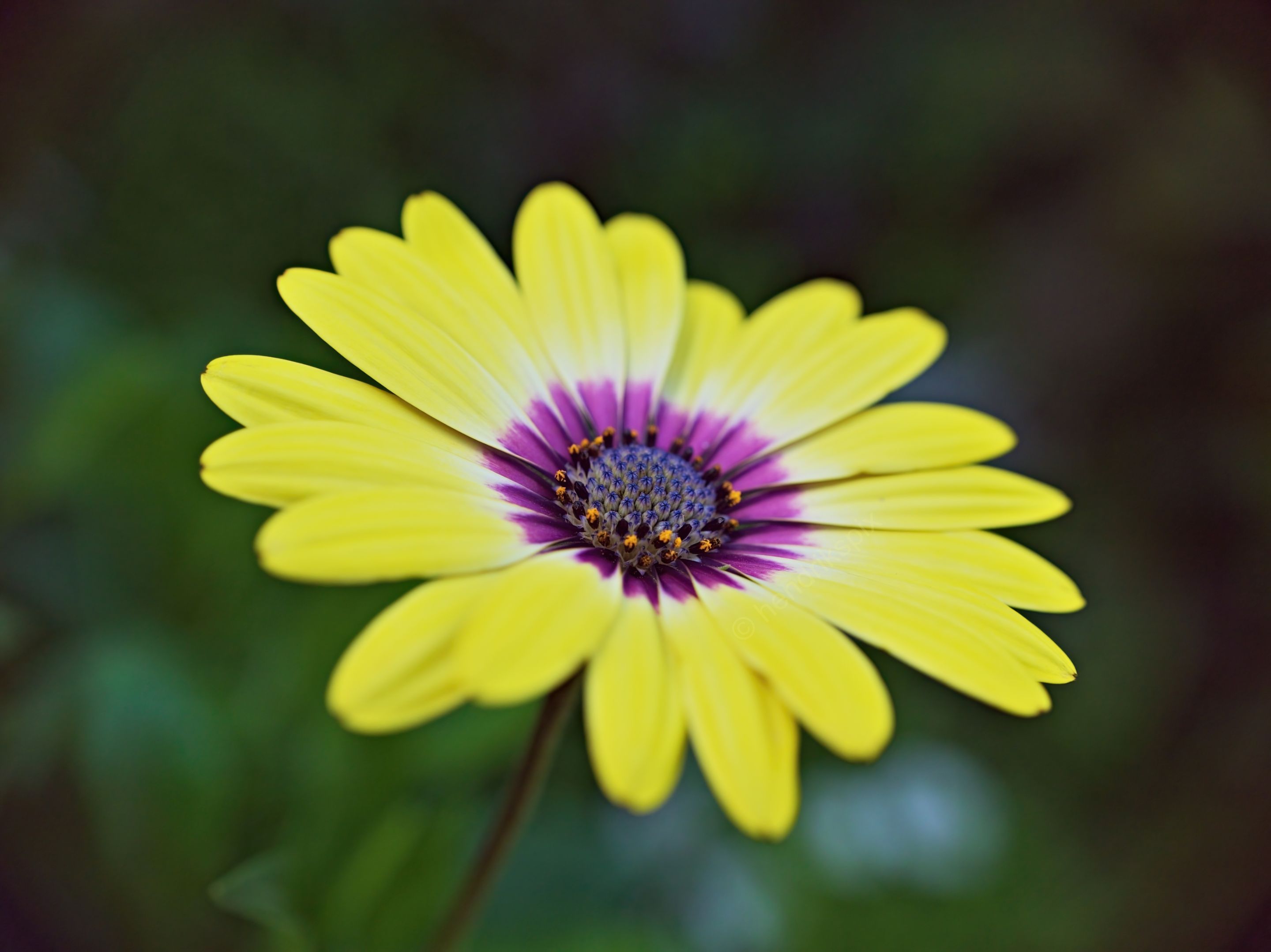 20210422 Shrubby daisybush 04 HS Social.jpg